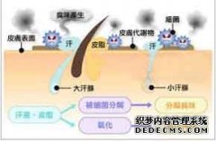 大连紧张的时候腋下就会有气味是狐臭吗